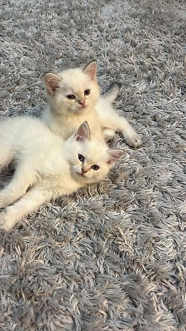 cins toyuqlar: Britan — 6