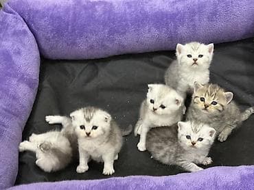 pişim: Şinşilla, Erkək, Dişi, Ünvandan götürmə, Pulsuz çatdırılma, Ödənişli çatdırılma — 5