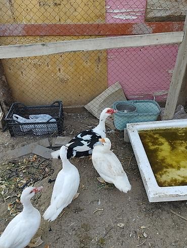lavanda ördəyi: Lal ördəklər birisi erkek üç ədədi dişidi istəyən olsa əlaqə saxlaya — 3