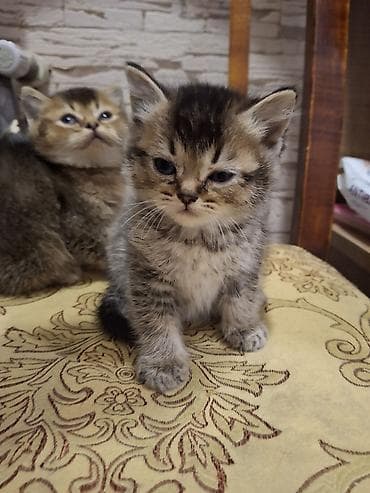 pişik latok: Britan, Dişi, Yaxşı əllərə — 4