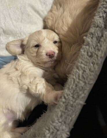 Digər heyvanlar: Balaca it balaları (şirin, tüklü yavrular) Təsvir: - Rənglər: açıq — 2