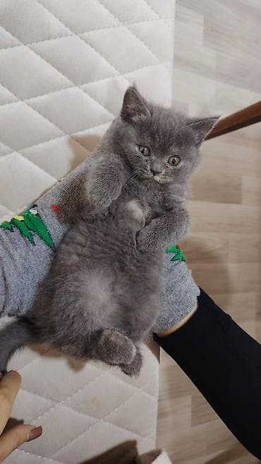 pişim: Gözəl boz tüklü balaca pişik balaları - Cins: qısa tüklü, bərk və sıx — 3