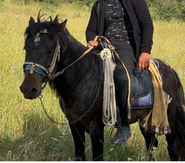 Коровы, быки: Qara rəngli minik atı - Rəng: qarayaçalan, parlaq tüklü - Quruluş — 2