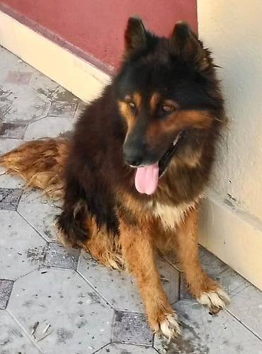 Alman çoban iti, 4 il, Erkek, Cütləşmə üçün