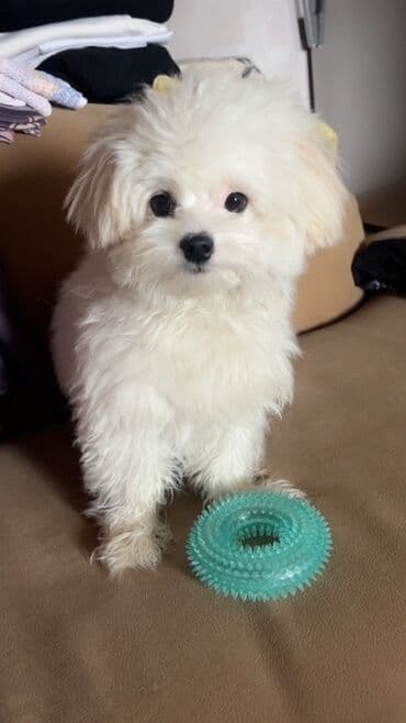 мальтийская болонка баку: Мальтийская болонка, 2 года, Самец, Для вязки, Бесплатная доставка — 5