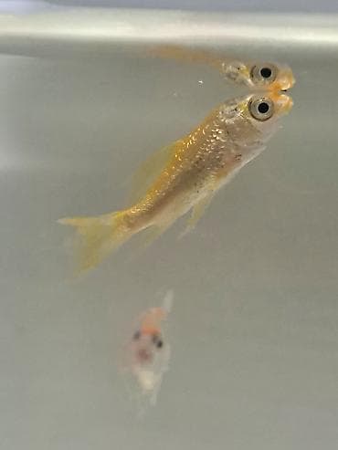 Животные: Золотая рыбка, Мирные — 1