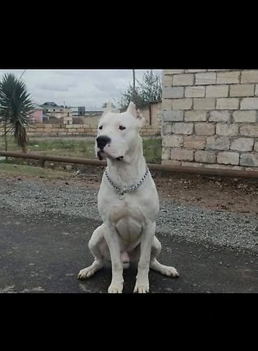 bichon frise qiymeti: Doq, Erkek — 1