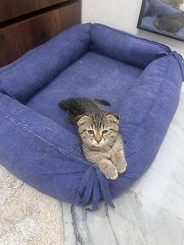 heyvan satisi: Boz tüklü balaca pişik balası - Rəng: təktonlu boz (gümüşü çalara — 6