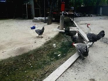 Digər quşlar: Brekel 1 Xoruz 4 fərə. Cəm Satıram. Qiymət 1 Ədədinə Aiddir. Kişiliyi — 3
