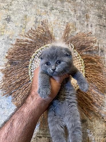 qurdbasar iti satisi: Şotland yastı qulaq, Erkək, Dişi, Yaxşı əllərə, Ünvandan götürmə, Pulsuz çatdırılma, Ödənişli çatdırılma — 1