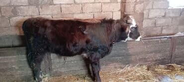 keclər: Cavan dana – qara-qəhvəyi rəngdə, alnı və qulaqları ağ ləkəli. Boyu — 3