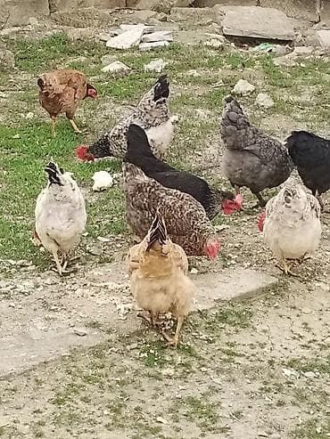 cins ineklerin satisi 2018: Toyuq, Yumurtalıq — 5