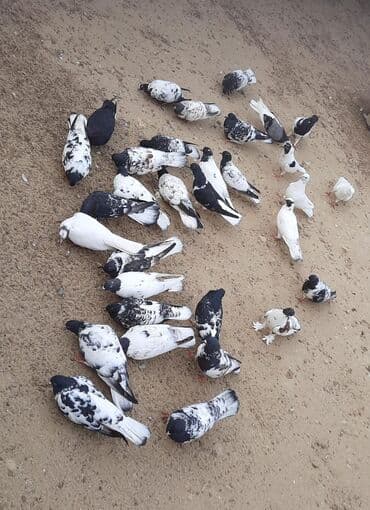 Quşlar satılr @sarayli_qusbaz_agaselim lalafo.az -da Quşlar satılr @sarayli_qusbaz_agaselim