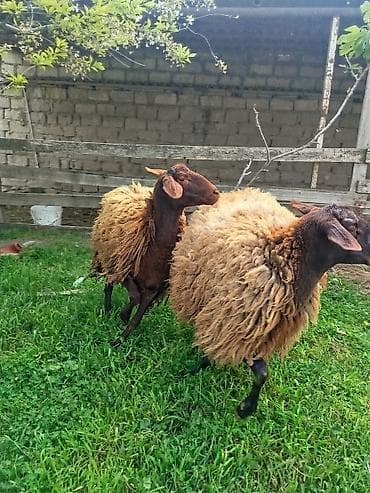 Qoyunlar – yerli cins - Say: 2 baş Salam iki super damazlıq qala