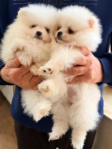 pop it: Şpitz, 2 ay — 2