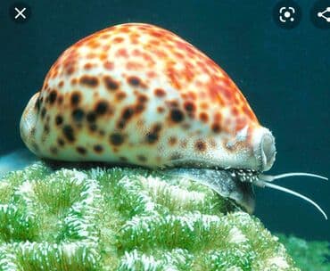 аквариум в баку: Deniz molyuskasi, natural deniz mehsuludur. Suvenir ve ya hediyye kimi — 4