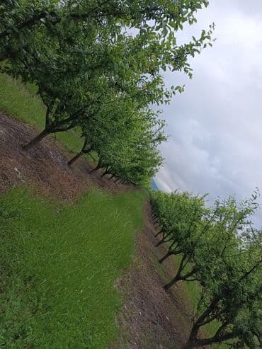 isti ağlay: Qoz chandler- 8 ha 7 illik, 4 ha 2 illik alma qızılehmed- 1 ha 4 — 16