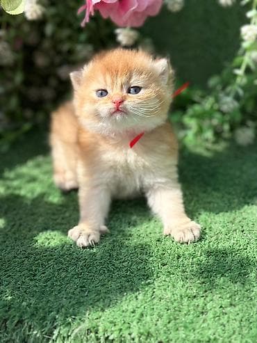 Кошки: Шотладская вислоухая — 5