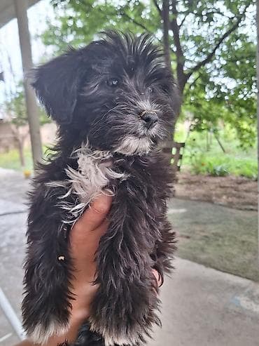1 aylık doberman: 3 ay, Dişi — 1