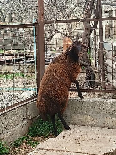 Qoyunlar, qoçlar: Temiz qızıllaglı 5 ay23 gunlukdu isdiyen olsa anası ile bır yerdede — 4