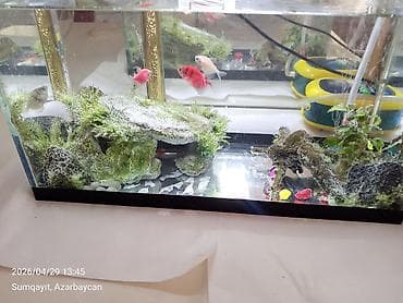 oranda balığı: Ternesiya balığı, Sülhsevər, Pulsuz çatdırılma — 4