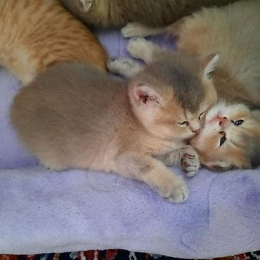 britan pişiyi: Şotland yastı qulaq, Dişi, Yaxşı əllərə, Ünvandan götürmə — 5