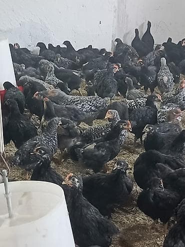 toyuq bazari: Salam 45 günlük Xarkov çolpalari Bütün iynə dərmanları hamısı olunub — 1