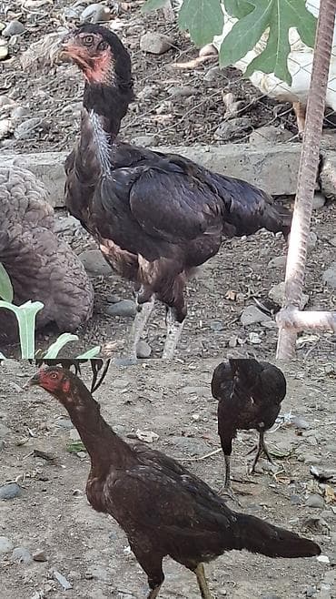 gozel pisik sekilleri: Heyratı toyuq satılır hər iksidə yumurtayır 1-ədədi 65-manat çatırılma — 1