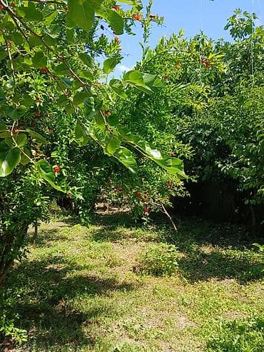 2 saatliq kiraye ev: 4 sot Biznes üçün, Qaz, İşıq, Su — 5