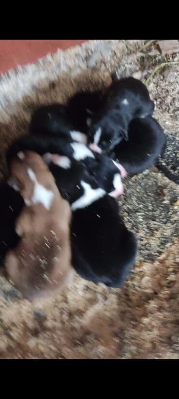 Taclar: Xaski, 1 ay, Erkek — 3