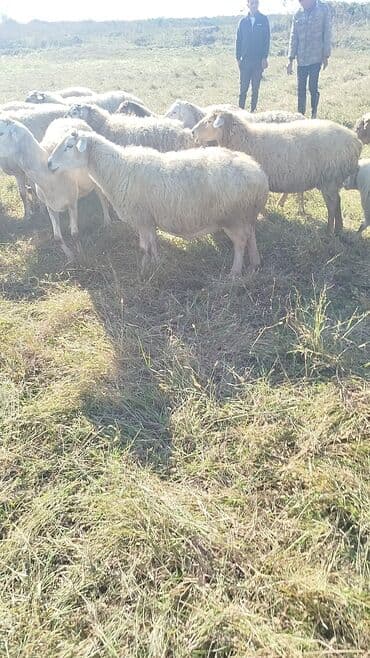 bakida cins ineklerin satisi: Dişi, il: 1, 50 kq, Damazlıq, Ünvandan götürmə — 1