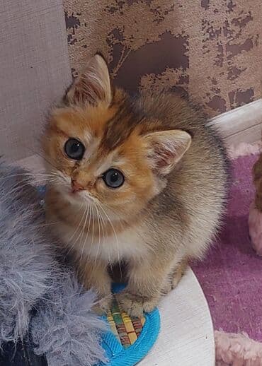 şotland pişiyi etibarlı əllərə verilir: Şotland, Dişi, Yaxşı əllərə, Ünvandan götürmə — 10