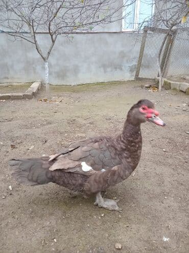 Inəklər, öküzlər: Krasnodar ördək.Erkəydi.8 aylıqdı.Qiymət sondur.Qiymətlə bağlı narahat — 5