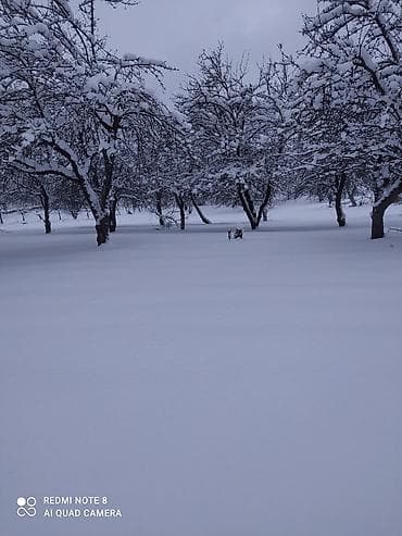 badamdarda tecili satilan evler: 48 sot, Kənd təsərrüfatı, Mülkiyyətçi, Bələdiyyə — 4