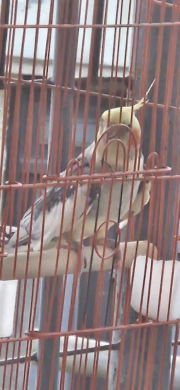 Nymph papuqay (cockatiel) – boz-ağ bədən, krem-sarı baş və xasiyyətvi — 4