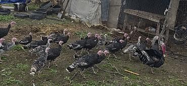 ev qusu: Məhsul: Türki (hind toyuğu) sürüsü Təsvir: - Fotoşəkillərdə göründüyü — 7