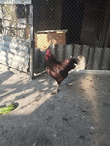 erkek quzu: Toyuq, Yumurtalıq — 2