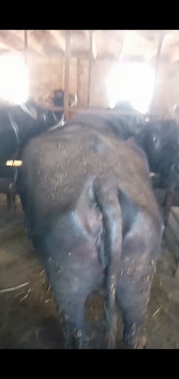 Məhsul: Camış (sürü halında) Təsvir: - Qara rəngli, iri cüssəli