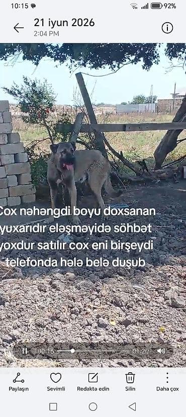Kaqal satılır boy 95 — 1