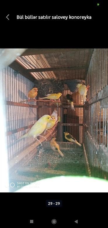 Bül büllər kanareyka solavey bul bul konareyka super oxuyan erkəy