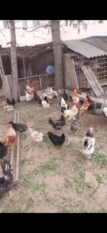 Məhsul: Ev təsərrüfatı üçün yerli xoruzlar (qarışıq cinslər) Təsvir