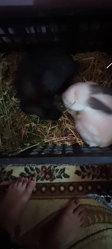 Uşaq velosipedləri: Fatbike tipli dağ velosipedi + 2 ədəd ev dovşanı paketi Velosiped: - — 4