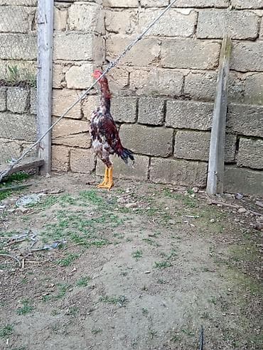 ayam serama: Heyrati temiz samo cinsi 7 ayliqdi rengi qirmizi kuldu — 3