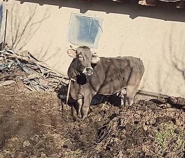 Satılır 2 ci qarna boğazdı lalafo.az -da Satılır 2 ci qarna boğazdı