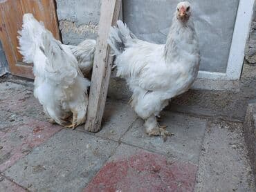 kənd toyuqu: Toyuq, Brama, Damazlıq — 2