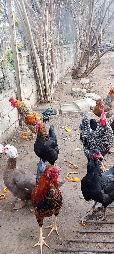 Pişiklər: Toyuq, Damazlıq, Ödənişli çatdırılma — 6