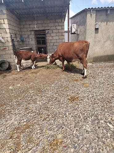 yerli cins inekler: Cins heyvandı hazırda 17.18 litir süd verir yaxşı yemlə 24 litirə — 10