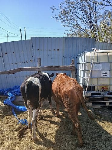 pisik ucuz: Satılır: 2 baş dana her biri disdir cut satilir tek tek satilmir ¡ - — 4