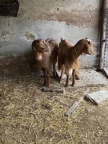 helep: Bogaz helebler bir denesi 240 — 2