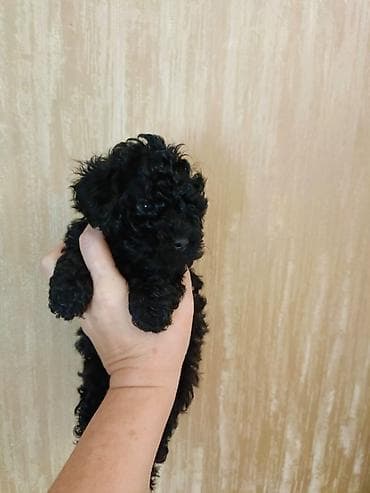 heyvanlar: Pudel, 2 ay, Erkek, Peyvəndli, Ödənişli çatdırılma — 2